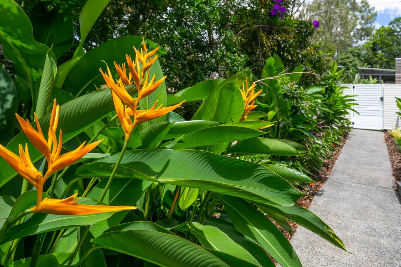 Tropical heliconia planting, Paddington